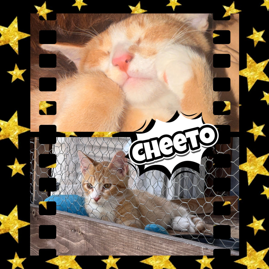 Cheeto